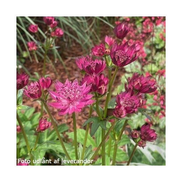 Astrantia major 'Capri'.<br/>Stjerneskrm