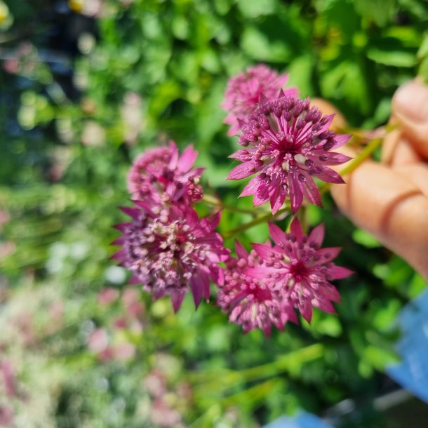 Astrantia major CERISE BUTTON 'Noastwo'.<br/>Stjernesk�rm