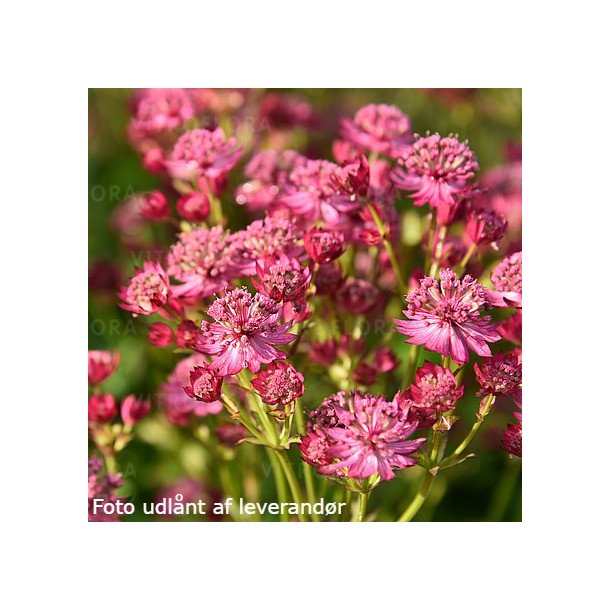 Astrantia major 'Cerise Button'.<br/>Stjerneskrm