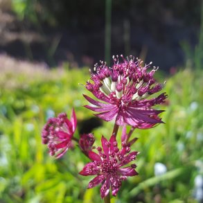 Astrantia major 'Claret'.<br/>Stjerneskrm