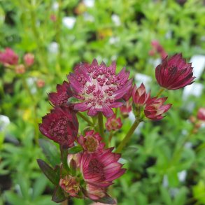 Astrantia 'Censtation Milano'.<br/>Stjernesk�rm