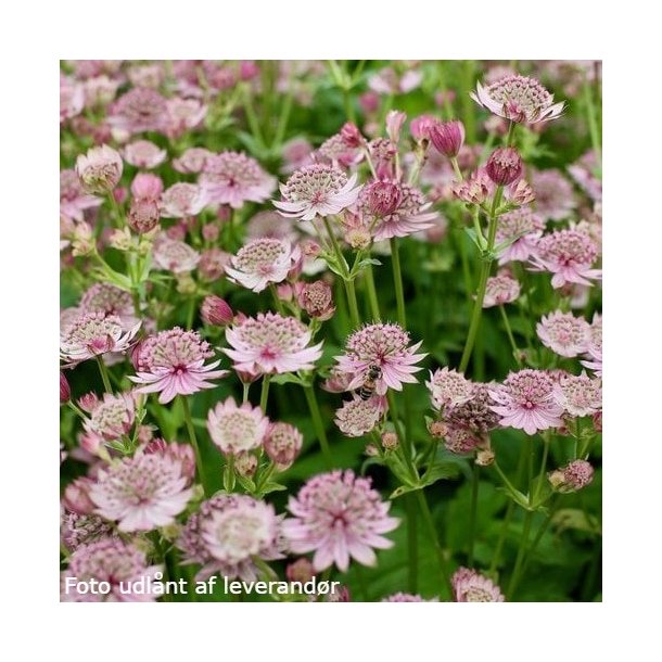 Astrantia major PINK BUTTON 'Noahstone'.<br/>Stjerneskrm
