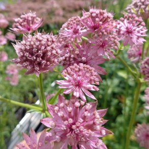 Astrantia 'Roma'.<br/>Stjernesk�rm