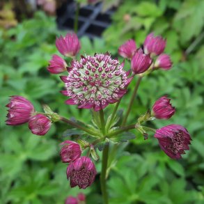 Astrantia major 'Rubra'.<br/>Stjernesk�rm