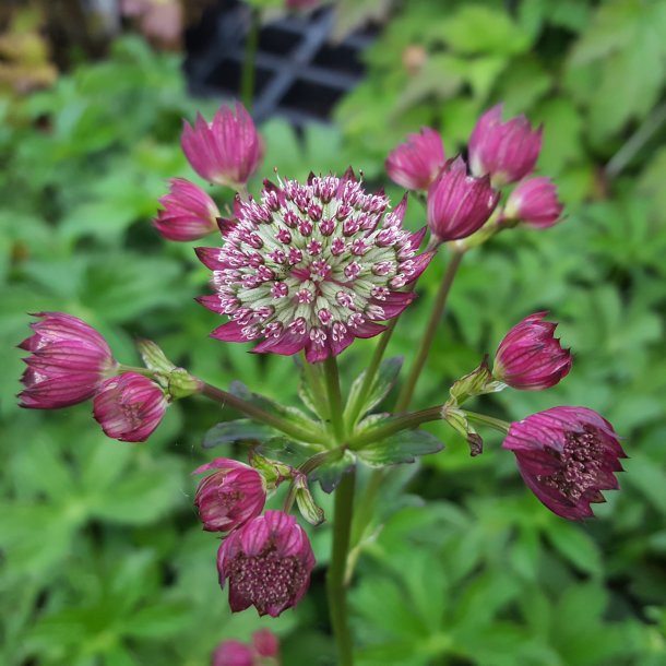 Astrantia major 'Rubra'.<br/>Stjernesk�rm