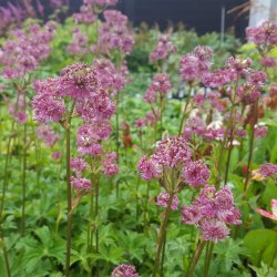 Astrantia major 'Star of Beauty'.<br/>Stjerneskrm