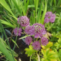 Astrantia major 'Star of Beauty'.<br/>Stjerneskrm