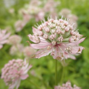 Astrantia major 'Star of Billion'.<br/>Stjernesk�rm