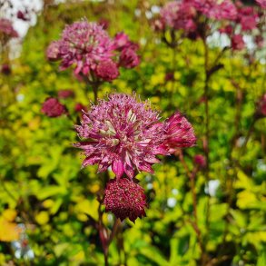 Astrantia major 'Star of Love'.<br/>Stjerneskrm