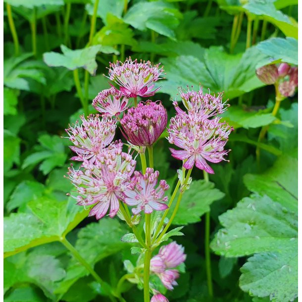 Astrantia major 'Star of Passion'.<br/>Stjerneskrm