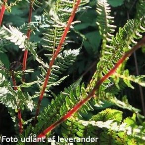 Athyrium filix-femina subsp. angustucum f. rubellum 'Lady in Red'. <br/>Fjerbregne