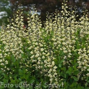 Baptisia 'Vanilla Cream'.<br/>Farveb�lg