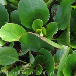 Bergenia 'Harzkristall'.<br/>K�mpestenbr�k