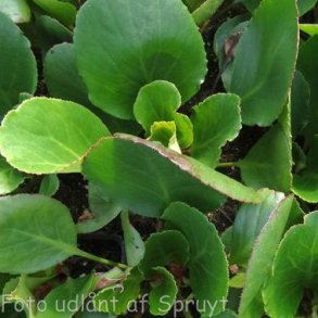 Bergenia 'Harzkristall'.<br/>Kmpestenbrk