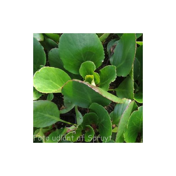 Bergenia 'Harzkristall'.<br/>Kmpestenbrk