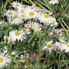 Boltonia asteroides var. latisquama 'Snowbank'.<br/>Boltonia