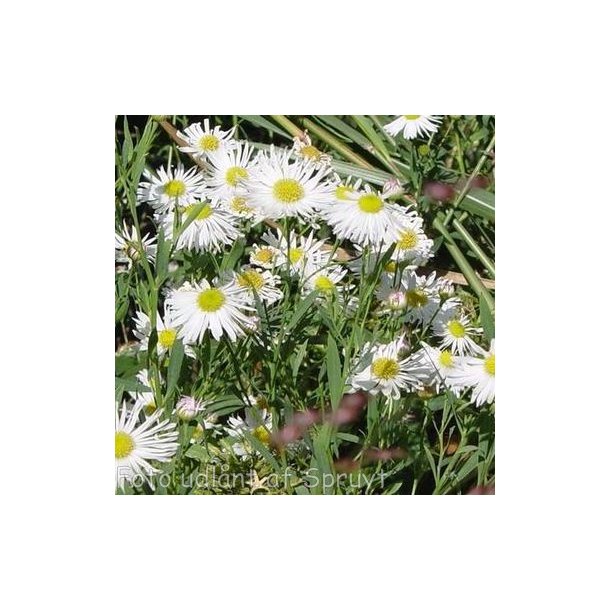 Boltonia asteroides var. latisquama 'Snowbank'.<br/>Boltonia
