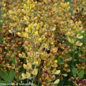 Baptisia 'Cherries Jubilee'.<br/>Farveb�lg