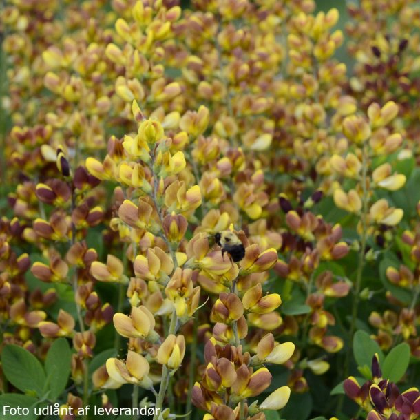 Baptisia 'Cherries Jubilee'.<br/>Farveb�lg