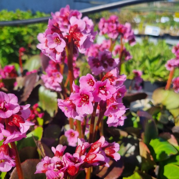 Bergenia cordifolia VINTAGE 'Blush'.<br/>Kmpestenbrk