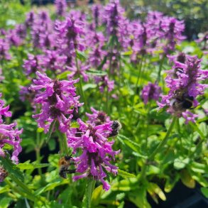Betonica officinalis 'Summer Grapes'. <br/>Havebetonie