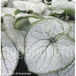 Brunnera macrophylla 'Silver Heart'.<br/>Krmindesster