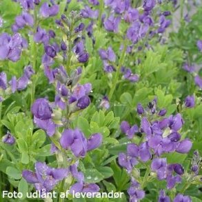 Baptisia australis.<br/>Farveb�lg