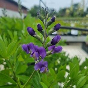 Baptisia australis 'Blueberry Sundae'.<br/>Farveblg