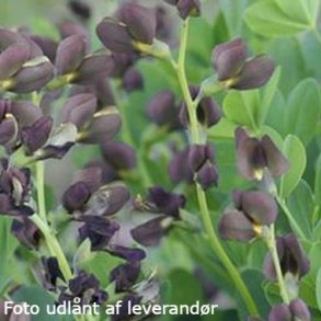 Baptisia 'Dark Chocolate'.<br/>Farveb�lg