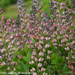 Baptisia 'Pink Truffles'.<br/>Farveb�lg
