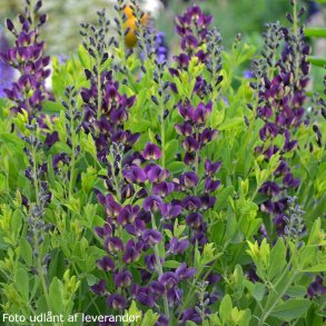 Baptisia 'Grape Taffy'.<br/>Farveb�lg