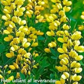 Baptisia 'Lemon Meringue'.<br/>Farveb�lg
