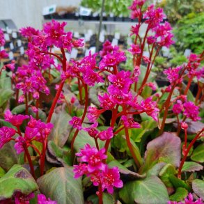 Bergenia 'Abendglut'.<br/>Kmpestenbrk
