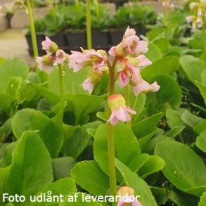 Bergenia 'Baby Doll'.<br/>Kmpestenbrk