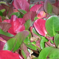 Bergenia 'Eroica'.<br/>K�mpestenbr�k