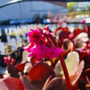 Bergenia 'Eroica'.<br/>K�mpestenbr�k