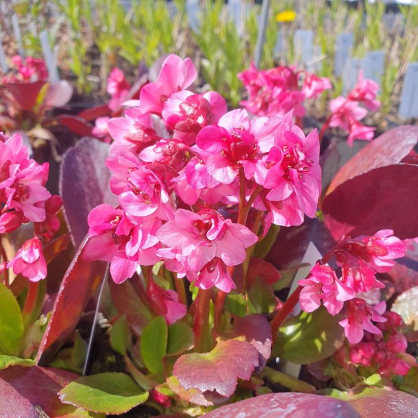 Bergenia 'Flirt'.<br/>Kmpestenbrk