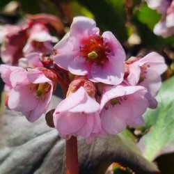 Bergenia 'Harzkristall'.<br/>K�mpestenbr�k
