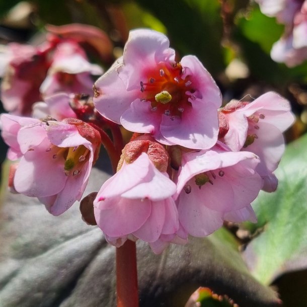 Bergenia 'Harzkristall'.<br/>K�mpestenbr�k