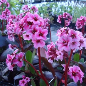Bergenia 'Pink Dragonfly'.<br/>K�mpestenbr�k
