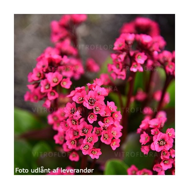 Bergenia cordifolia VINTAGE 'Rose'.<br/>Kmpestenbrk