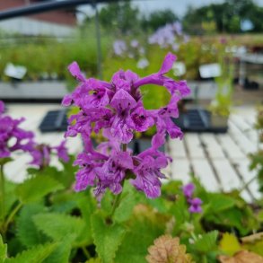 Betonica macrantha. <br/>Havebetonie