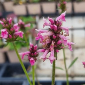 Betonica officinalis 'Saharan Pink'.<br/>Havebetonie