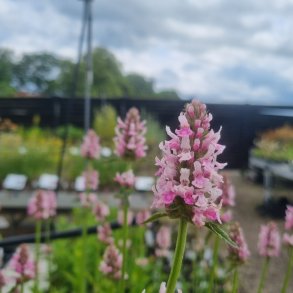 Betonica officinalis 'Summer Crush'.<br/>Havebetonie