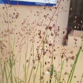 Briza media 'Limouzi'.<br/>Hjertegr�s