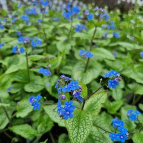 Brunnera macrophylla 'Alexander's Great'.<br/>Krmindesster