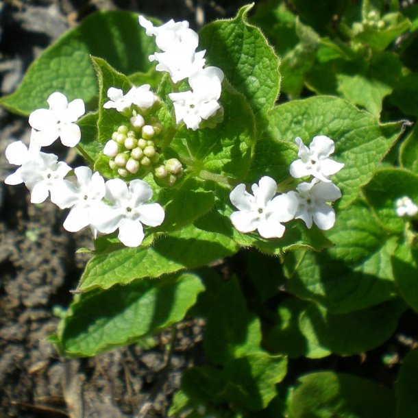 Brunnera macrophylla 'Betty Bowring'.<br/>Krmindesster