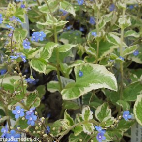 Brunnera macrophylla 'Dawson's White'.<br/>K�rmindes�ster