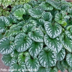 Brunnera macrophylla 'Emerald Mist'.<br/>Krmindesster