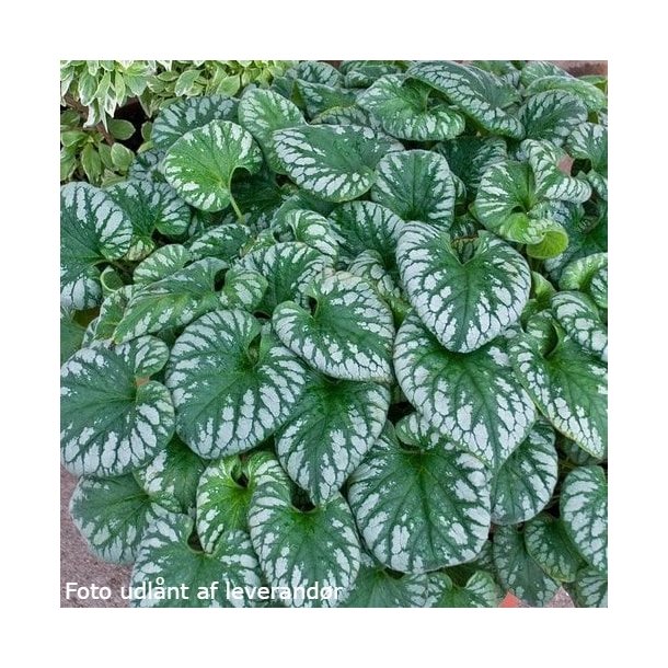 Brunnera macrophylla 'Emerald Mist'.<br/>Krmindesster